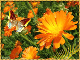 Открытки с календулой скачать бесплатно. Открытки с календулой онлайн.