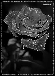 Открытки с черными розами скачать бесплатно. Открытки с черными розами gif.