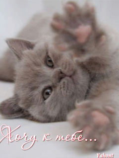 Открытки хочу к тебе gif. Анимационные открытки хочу к тебе.