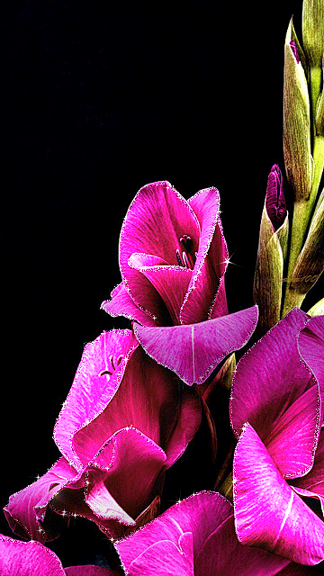 Открытки с гладиолусами скачать бесплатно. Открытки с гладиолусами анимационные.