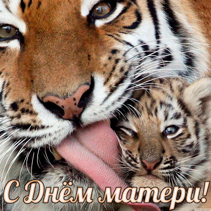 Красивые открытки с тиграми. Скачать бесплатно открытки с тиграми.