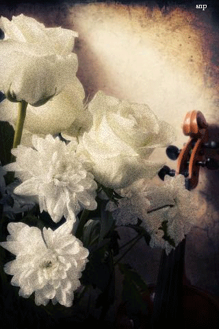 Открытки с белыми хризантемами анимационные. Открытки с белыми хризантемами gif.