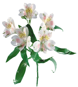 Открытки с альстромериями анимационные. Открытки с альстромериями скачать.