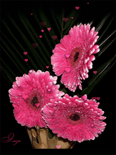 Открытки с герберами скачать бесплатно. Открытки с герберами gif.