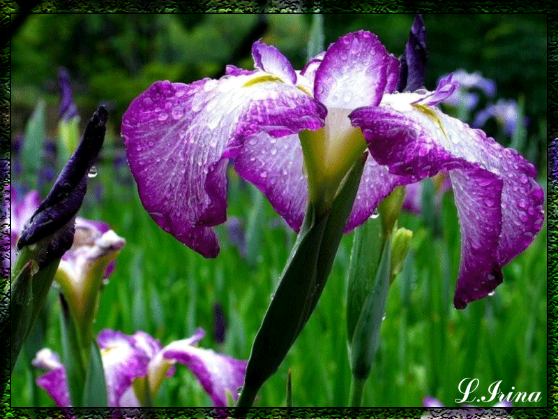 Открытки с ирисами скачать. Открытки с ирисами бесплатно онлайн.