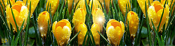 Открытки с желтыми тюльпанами красивые. Открытки с желтыми тюльпанами с анима...