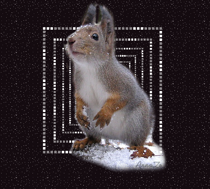  Открытки с белочками gif. Скачать бесплатно открытки с белками.