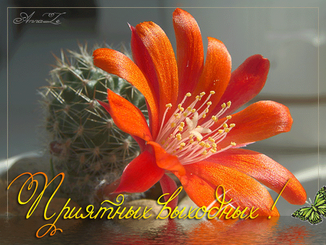 Скачать бесплатно открытки с пожеланиями хороших выходных дней. 