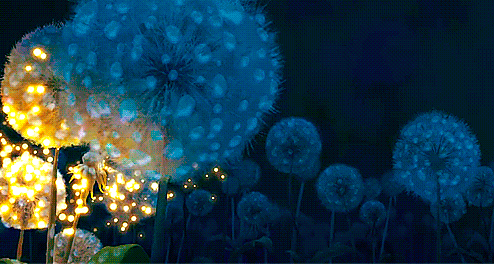 Открытки с белыми одуванчиками gif. Скачать открытки с белыми одуванчиками.