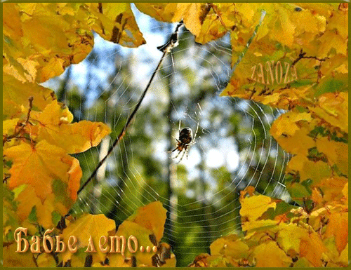 Открытки Бабье Лето скачать бесплатно. Поздравительные Открытки Бабье Лето.