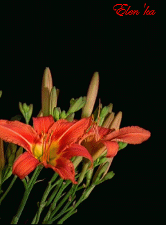 Открытки с красной лилией скачать. Анимационные открытки с красной лилией. 