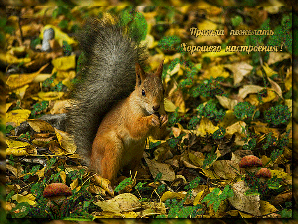  Открытки с белочками gif. Скачать бесплатно открытки с белками.