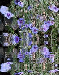 Открытки с васильковым полем скачать бесплатно. Открытки с васильковым полем ...