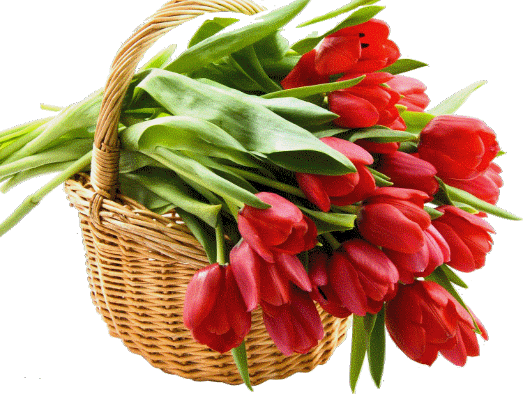 Открытки с красными тюльпанами скачать. Открытки с красными тюльпанами с аним...