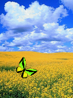 Открытки с цветочными полями с анимациями. Красивые открытки с цветами.