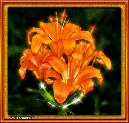 Открытки с лилейниками анимационные. Открытки с лилейниками gif.