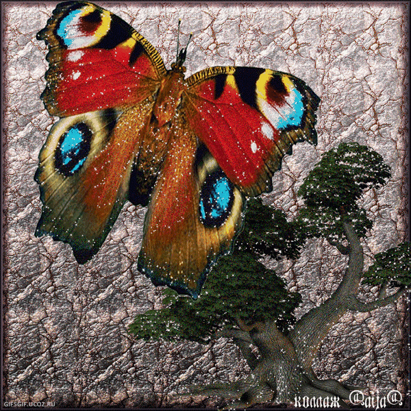 Открытки с бабочками с анимациями. Открытки с бабочками gif.