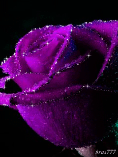 Открытки с фиолетовыми розами скачать бесплатно. Открытки с фиолетовыми розами онлайн.