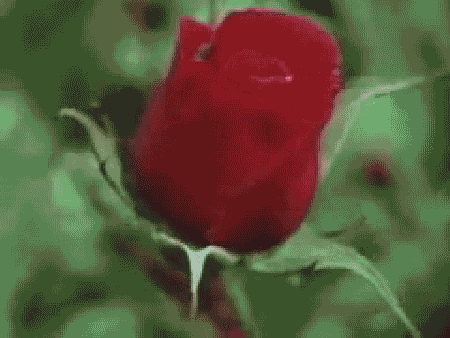 Открытки с распускающимися розами скачать бесплатно gif.      