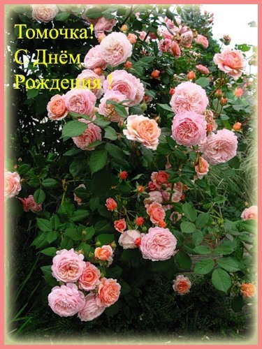 Красивые открытки с именем Тамара. Открытки с именем Тома скачать бесплатно.