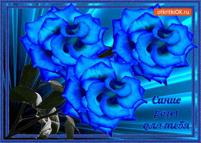 Открытки с синими розами скачать бесплатно. Открытки с синими розами онлайн.