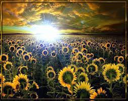 Открытки с подсолнухами в поле скачать бесплатно. Открытки с подсолнухами в п...