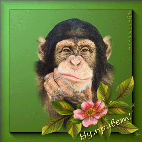 Открытки с обезьянами gif. Открытки с обезьянами скачать бесплатно.