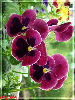 Открытки с разноцветными анютиными глазками скачать бесплатно.