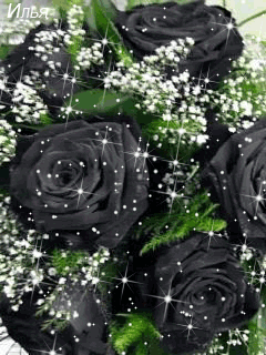 Открытки с черными розами скачать бесплатно. Открытки с черными розами gif.