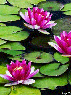 Открытки с водяными лилиями скачать бесплатно. Открытки с водяными лилиями он...