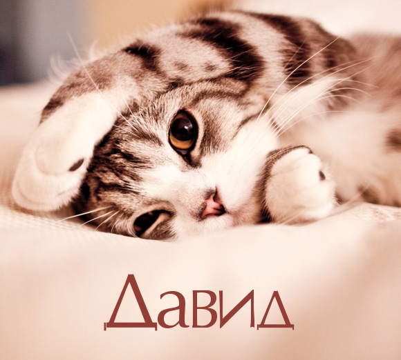 Открытки с именем Давид скачать бесплатно. Открытки с именем Давид gif.