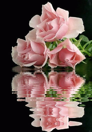 Чудесные открытки с розовыми розами скачать бесплатно gif.