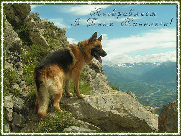 Открытки с днём кинолога скачать бесплатно. Открытки с днём кинолога 21 июня.