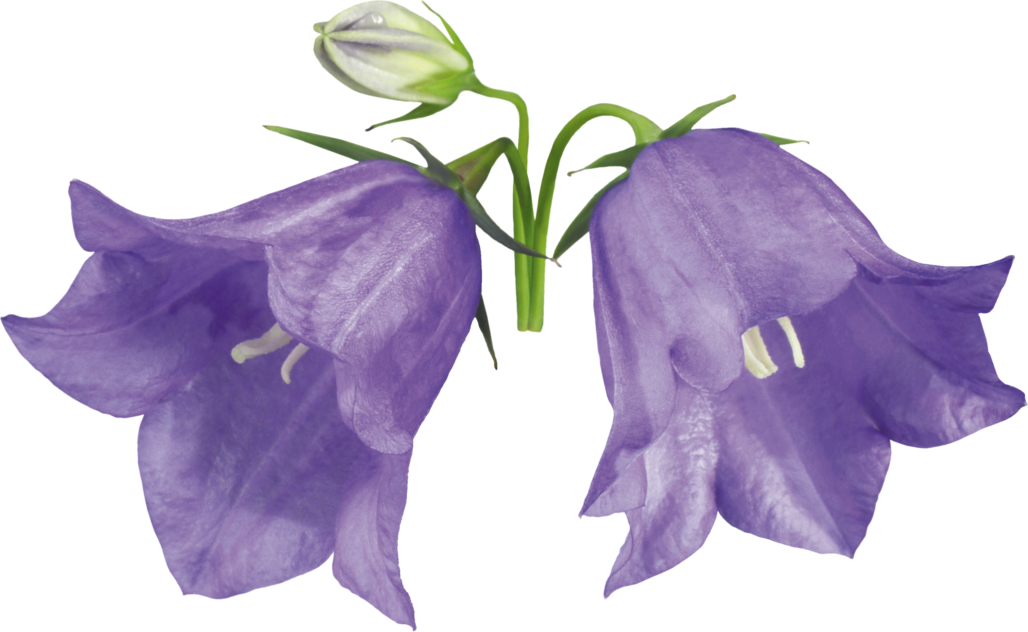Изображение колокольчика. Campanula cochleariifolia. Кампанула синий колокольчик. Колокольчик Campanula Collina. Колокольчик Кампанула Lilac.