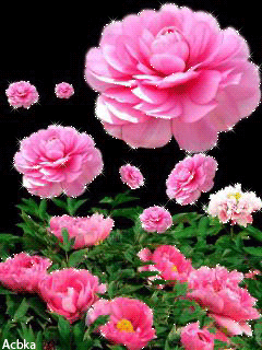 Открытки с пионами в саду скачать бесплатно. Открытки с пионами в саду онлайн.