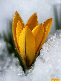 Открытки с крокусами скачать бесплатно. Открытки с крокусами онлайн.