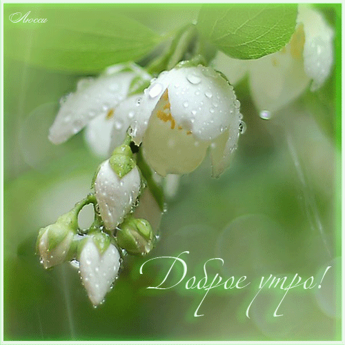 Открытки с цветами жасмина скачать. Открытки с цветами жасмина анимационные.