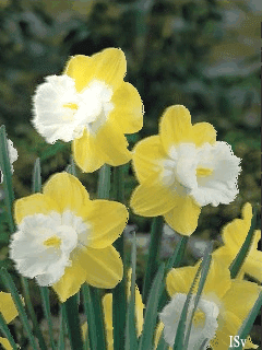 Открытки с желтыми нарциссами скачать бесплатно. Открытки с желтыми нарциссам...