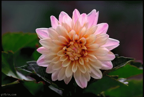 Открытки с георгинами скачать бесплатно. Открытки с георгинами онлайн.