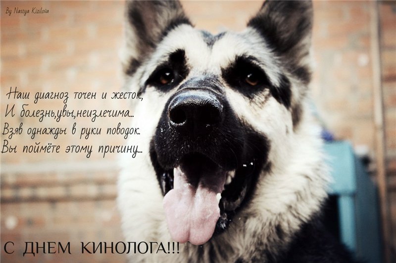 Открытки с днём кинолога скачать бесплатно. Открытки с днём кинолога 21 июня.