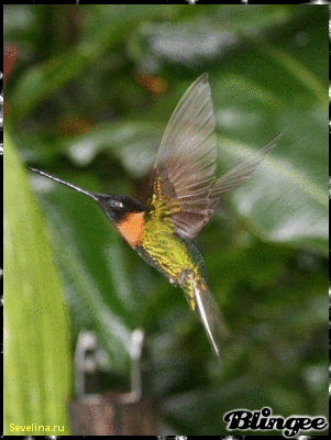 Открытки с колибри скачать бесплатно. Открытки с колибри онлайн.