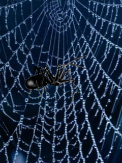 Открытки с паутиной с анимациями. Открытки с паутиной скачать.