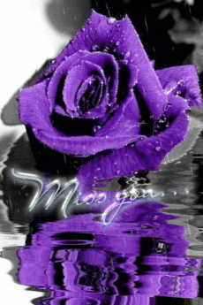 Открытки с фиолетовыми розами скачать бесплатно. Открытки с фиолетовыми розам...