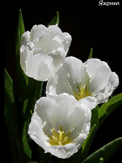 Открытки с белыми тюльпанами gif. Открытки с белыми тюльпанами скачать.