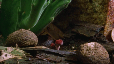 Открытки с лесными грибами скачать бесплатно. Открытки с грибами онлайн.