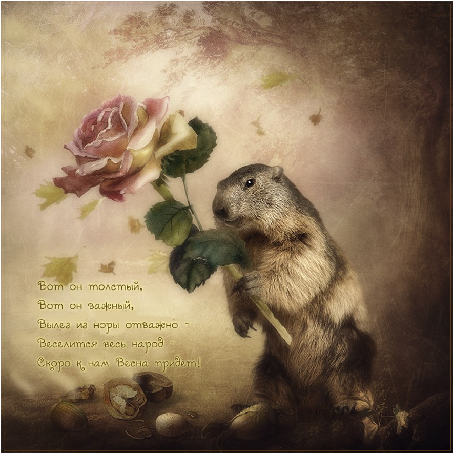 Скачать бесплатно открытки с днём сурка. Открытки с днём сурка Gif.
