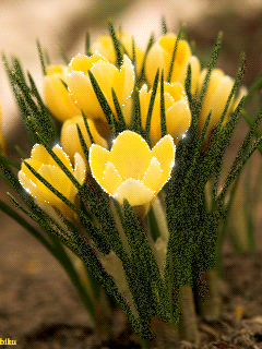 Открытки с крокусами скачать бесплатно. Открытки с крокусами онлайн.