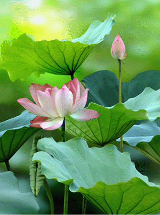 Открытки с лотосом анимационные. Блестящие открытки с лотосом.