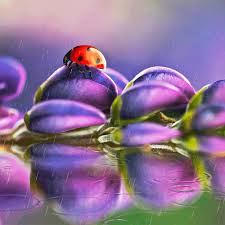 Открытки с божьей коровкой скачать бесплатно. Открытки с божьей коровкой онлайн.