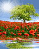 Открытки с маковым полем скачать бесплатно. Открытки с маковым полем онлайн.